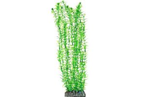 Lagarosiphon 20 cm